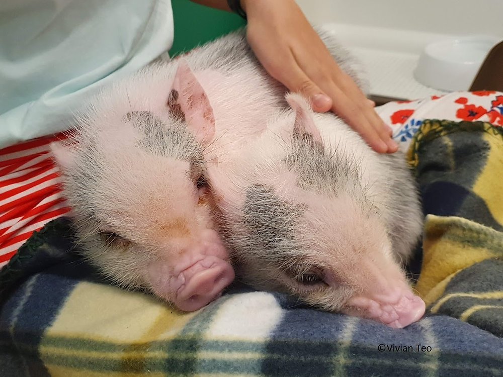 🐷 미피그 카페 오사카점 (mipig cafe 大阪店) 이미지 3